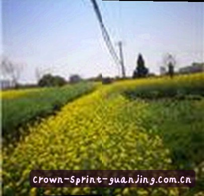 吴芳